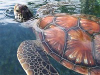 swimming green sea turtle